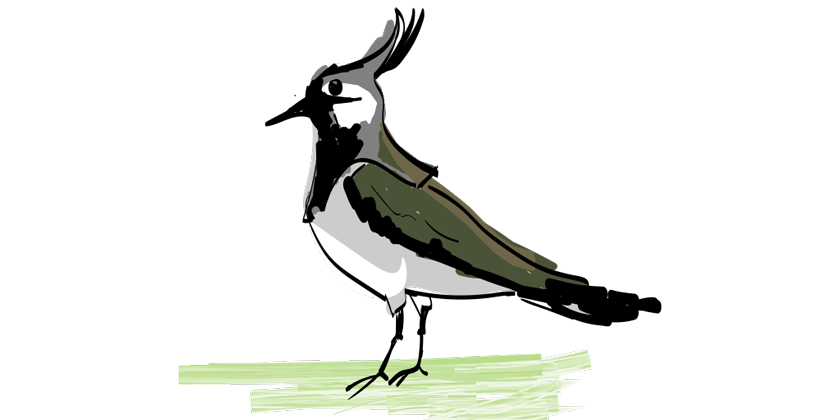 Der Abschied des Kiebitz, 2. Klasse, sinnentnehmendes Lesen