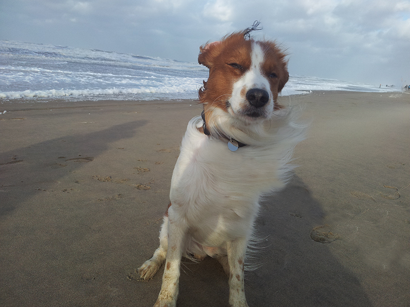 Sinnentnehmendes Lesen, 2. Klasse